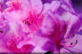 /album/fotogaleria/fleurs-roses-de-rhododendrons-jpg/