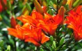 /album/fotogaleria/hintergrundbilder-bilder-1920-1200-blumen-bilder-lilien-schone-blumen-bilder-ni329556-jpg/