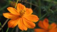 /album/fotogaleria/duo-orange-hd-jpg/